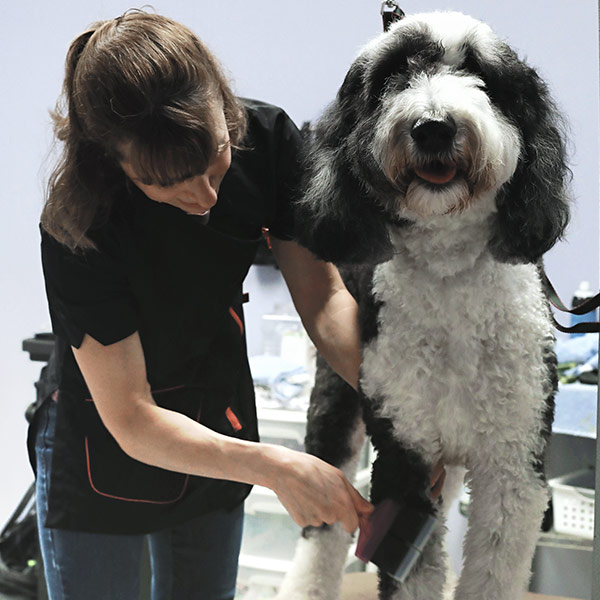 full service dog grooming